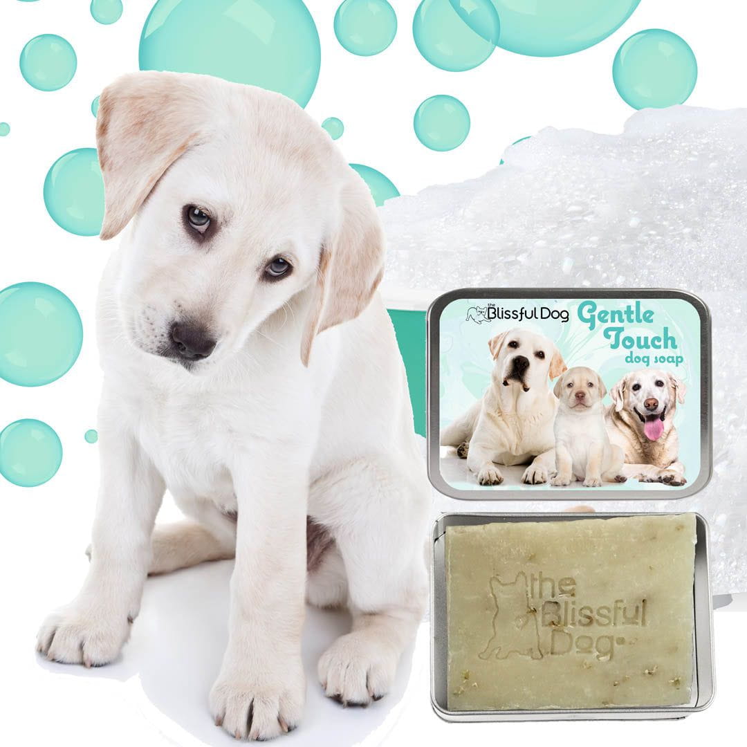 labrador retriever puppy soap